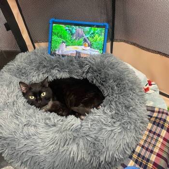 Rescue Domestic Short Hair Cats for Adoption in Westhampton, New York - Zeus | PetCurious