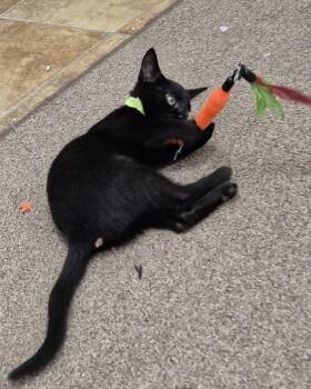 Shadow -  Domestic Short Hair Cat for Adoption in South Bend, Indiana - Shadow | PetCurious