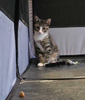 Starr (Bonded to Bradley Cooper) -  Domestic Short Hair Cat for Adoption in New York, New York - Starr (Bonded To Bradley Cooper) | PetCurious