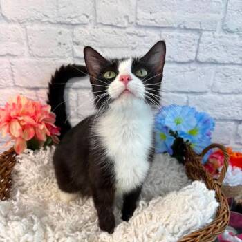 Java -  Domestic Short Hair Cat Available for Adoption in Harrisonburg, Virginia - Java | PetCurious