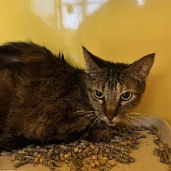 Stowaway -  Domestic Short Hair Cat Available for Adoption in Abilene, Texas - Stowaway | PetCurious