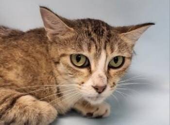 Windy -  Domestic Short Hair Cat for Adoption in Golden Valley, Minnesota - Windy | PetCurious