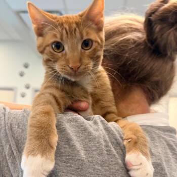 Cresent -  Domestic Short Hair Cat for Adoption in Horn Lake, Mississippi - Cresent | PetCurious