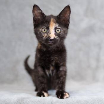 Domestic Short Hair Cats Available for Adoption in Sunnyvale, California - Honey | PetCurious