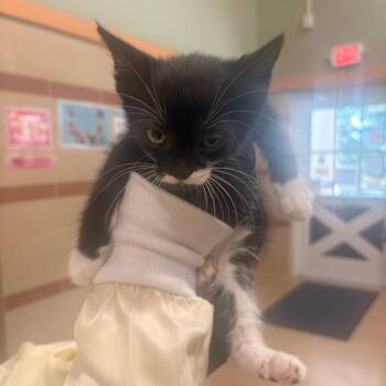 Hocus -  Domestic Short Hair Cat for Adoption in Winston-salem, North Carolina - Hocus | PetCurious