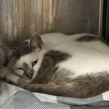 C26-042 Ravioli -  American Shorthair Cat for Adoption - C26-042 Ravioli | PetCurious
