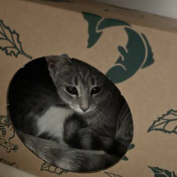 Rescue Domestic Short Hair Cats for Adoption in Pittsburgh, Pennsylvania - Romance | PetCurious