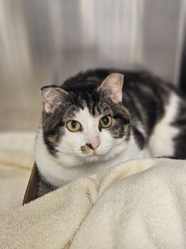 Rescue Domestic Short Hair Cats for Adoption in Batavia, Ohio - Whiskers | PetCurious