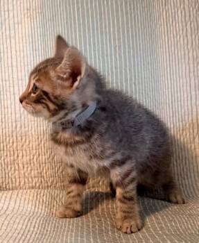 Domestic Short Hair Cats Available for Adoption in New York, New York - Arlo | PetCurious