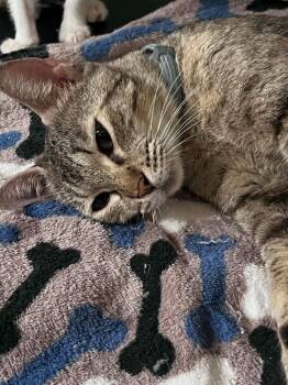 Ruthie -  Domestic Short Hair Cat for Adoption in North Richland Hills, Texas - Ruthie | PetCurious