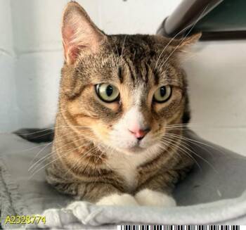 Domestic Short Hair Cats Available for Adoption - SABRINO | PetCurious