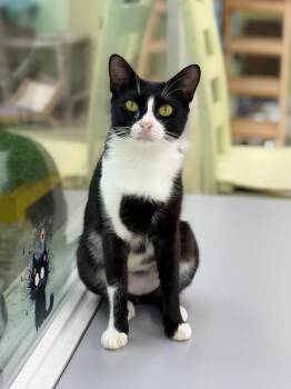 Jenny -  Domestic Short Hair Cat for Adoption in Pawleys Island, South Carolina - Jenny | PetCurious