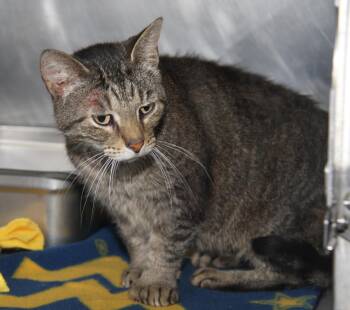 Rescue Extra Toes Cat Hemingway Polydactyl and Tabby Cats for Adoption in Marietta, Ohio - Larrysia | PetCurious