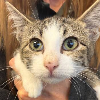 Crouton -  Domestic Short Hair Cat for Adoption in Norman, Oklahoma - Crouton | PetCurious