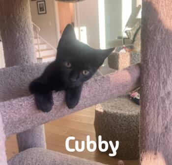 Rescue Domestic Short Hair Cats for Adoption - Cubby | PetCurious