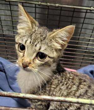 Domestic Short Hair Cats Available for Adoption - TULIP | PetCurious