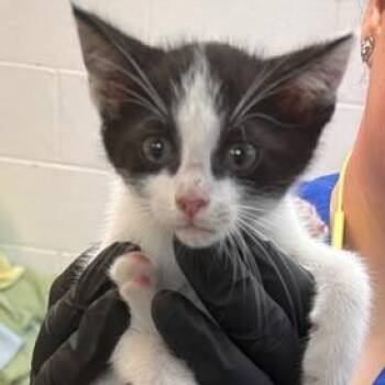 Barrel -  Domestic Short Hair Cat for Adoption in Gadsden, Alabama - Barrel | PetCurious