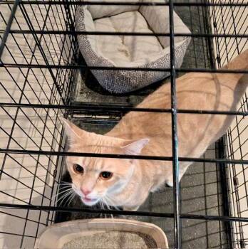 Biggie -  Domestic Short Hair Cat for Adoption in Lake Orion, Michigan - Biggie | PetCurious