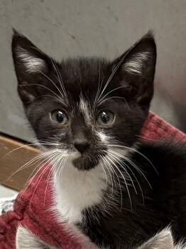 Balogun -  American Shorthair Cat for Adoption in Big Rapids, Michigan - Balogun | PetCurious