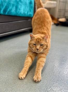 Daisy -  Domestic Short Hair Cat for Adoption in Cumberland, Maine - Daisy | PetCurious