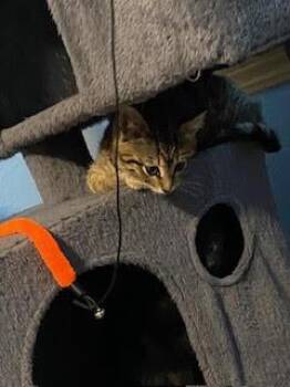 Wanda Round -  Domestic Short Hair Cat for Adoption in Fort Collins, Colorado - Wanda Round | PetCurious