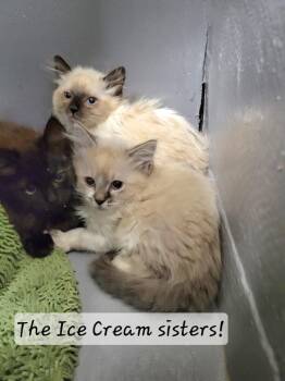 Dreamsicle -  Ragdoll Cat for Adoption in Ellijay, Georgia - Dreamsicle | PetCurious