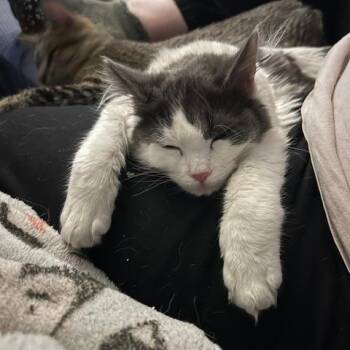 Domestic Long Hair Cats Available for Adoption - Pigeon | PetCurious