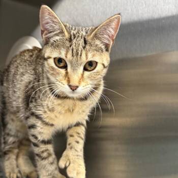 Eleanor -  Domestic Short Hair Cat for Adoption in Spokane, Washington - Eleanor | PetCurious