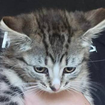 Sassy -  Domestic Short Hair Cat for Adoption - Sassy | PetCurious