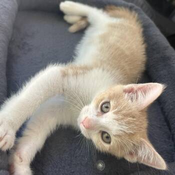 Tommy -  Domestic Short Hair Cat for Adoption in Carmel, Indiana - Tommy | PetCurious