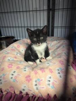 Doc -  Domestic Short Hair Cat Available for Adoption in Algona, Iowa - Doc | PetCurious