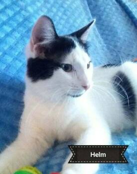 Rescue American Shorthair and Domestic Short Hair Cats for Adoption in Shrewsbury, Massachusetts - Helm | PetCurious