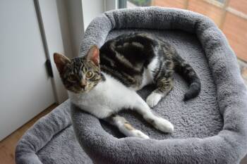 Crepe -  Domestic Short Hair Cat for Adoption in Calgary, Alberta - Crepe | PetCurious