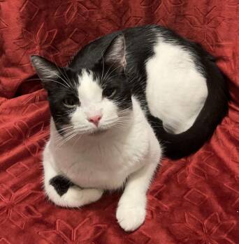 Rescue Domestic Short Hair Cats for Adoption in Columbia, South Carolina - Dottie | PetCurious