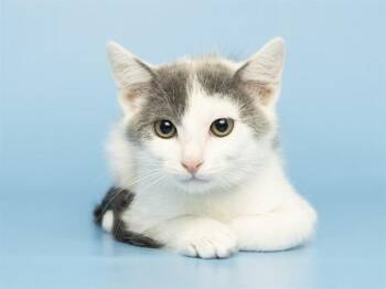 LUKA -  Domestic Short Hair Cat for Adoption in Phoenix, Arizona - LUKA | PetCurious