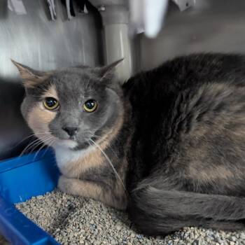 Lulu -  Domestic Short Hair Cat for Adoption in Evansville, Indiana - Lulu | PetCurious