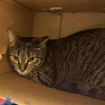 Domestic Short Hair Cats Available for Adoption - Pocahontas | PetCurious