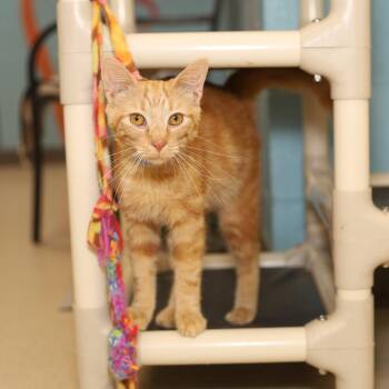 Dawson -  Domestic Short Hair Cat Available for Adoption in Evansville, Indiana - Dawson | PetCurious
