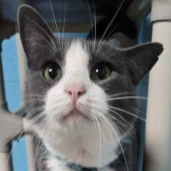 Domestic Short Hair Cats Available for Adoption in Milledgeville, Georgia - Jack Rabbit | PetCurious