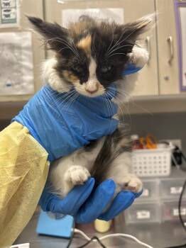CHOCOLATE -  Domestic Medium Hair Cat for Adoption in Las Vegas, Nevada - CHOCOLATE | PetCurious