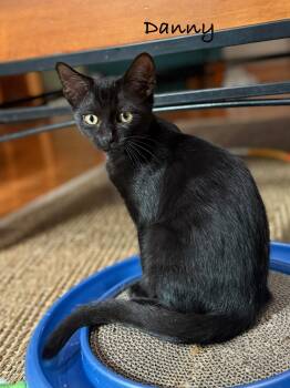 Rescue Domestic Short Hair Cats for Adoption in Brighton, Michigan - Danny (sisters Are Rizzo, Sandy, & Frenchie) | PetCurious