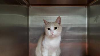 Rescue Domestic Short Hair Cats for Adoption in Aurora, Illinois - DAPHNE | PetCurious