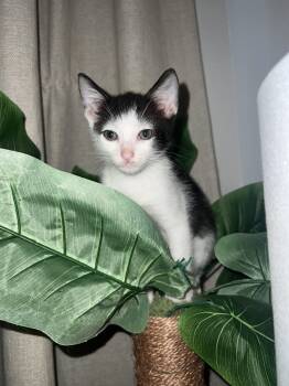 Rescue Domestic Short Hair Cats for Adoption in Honolulu, Hawaii - Tweedle Dee | PetCurious