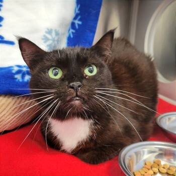 Rose -  Domestic Short Hair Cat for Adoption in Nashville, Indiana - Rose | PetCurious