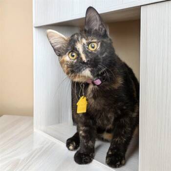 Domestic Short Hair Cats Available for Adoption - POP | PetCurious