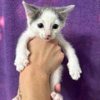 Crude Oil -  Domestic Short Hair Cat for Adoption in Wichita, Kansas - Crude Oil | PetCurious