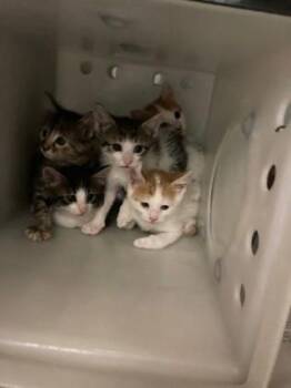 Gatsby -  Domestic Short Hair Cat for Adoption in Port Allen, Louisiana - Gatsby | PetCurious