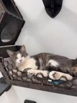 Valentine -  Domestic Short Hair Cat Available for Adoption in Potsdam, New York - Valentine | PetCurious