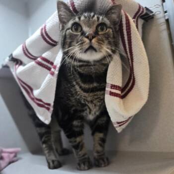 Toby (and Casper!) -  Domestic Short Hair Cat for Adoption in Pittsburgh, Pennsylvania - Toby (and Casper!) | PetCurious