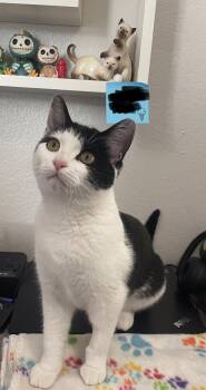 Susie -  Domestic Short Hair Cat for Adoption in Vacaville, California - Susie | PetCurious